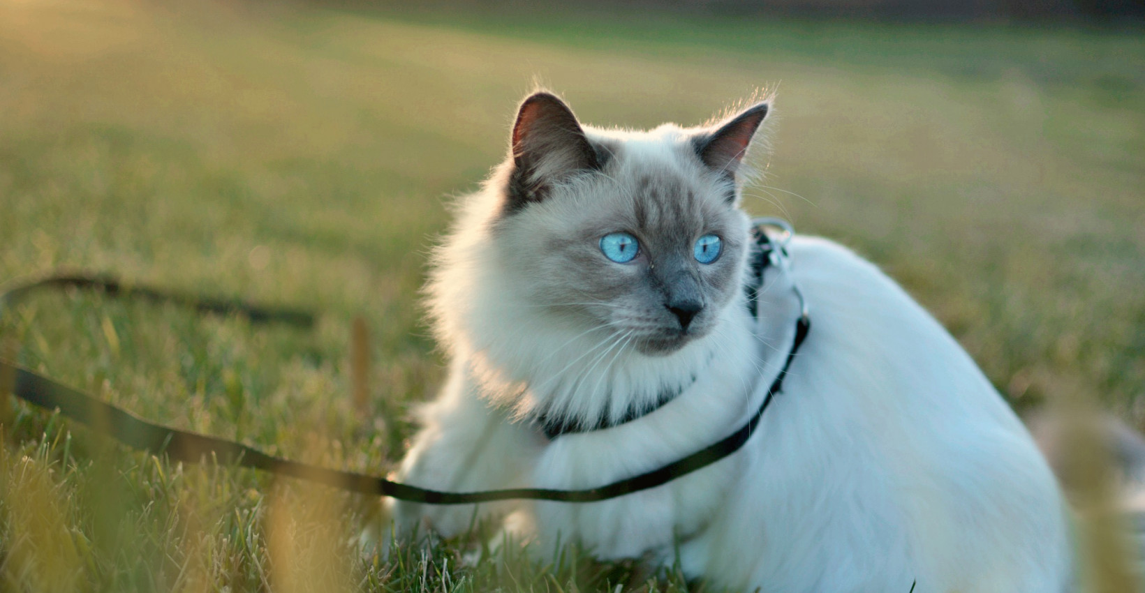 Luna Lovegood Stous, the second-best Balinese cat in the world