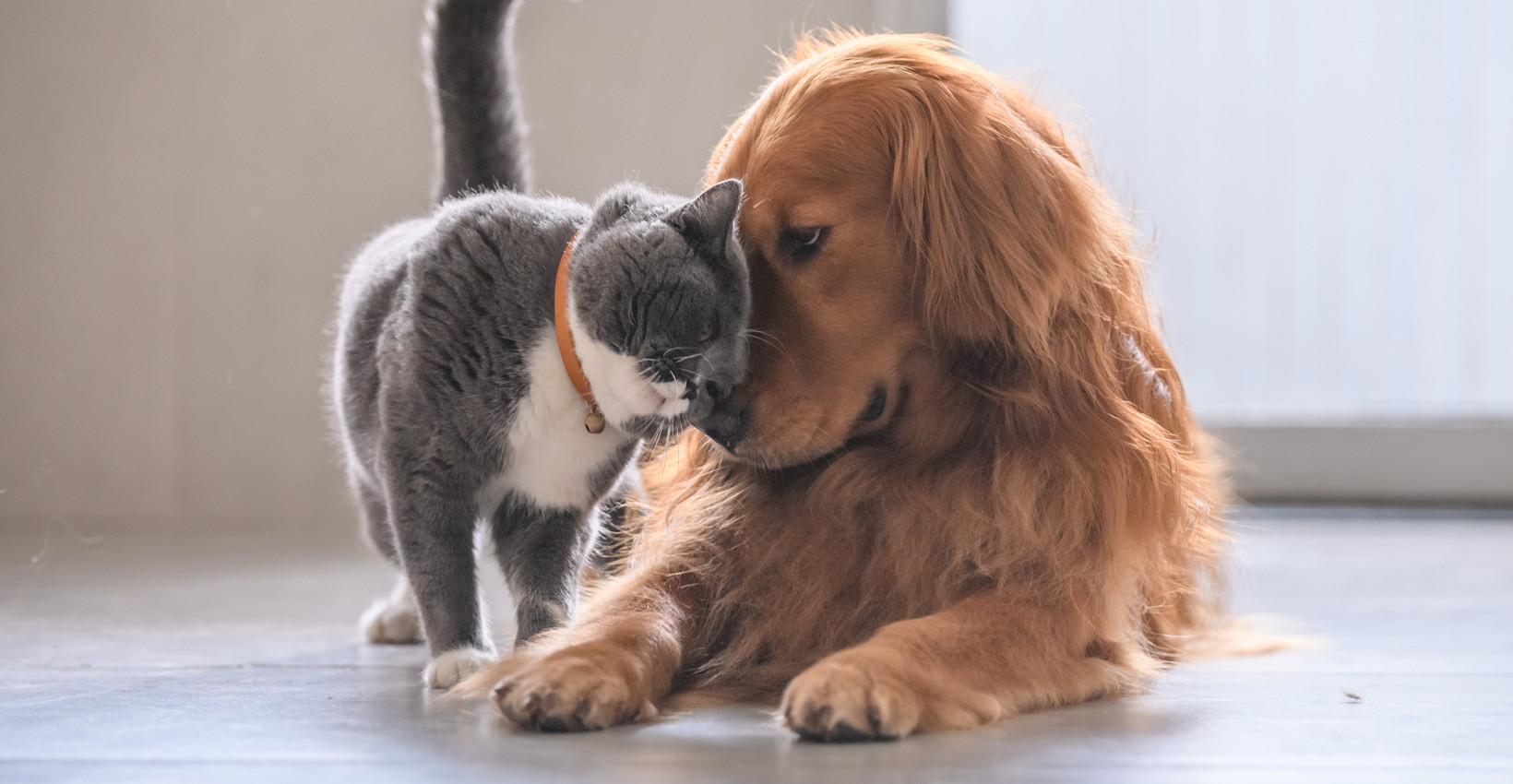 A cat and dog giving each other some love. 