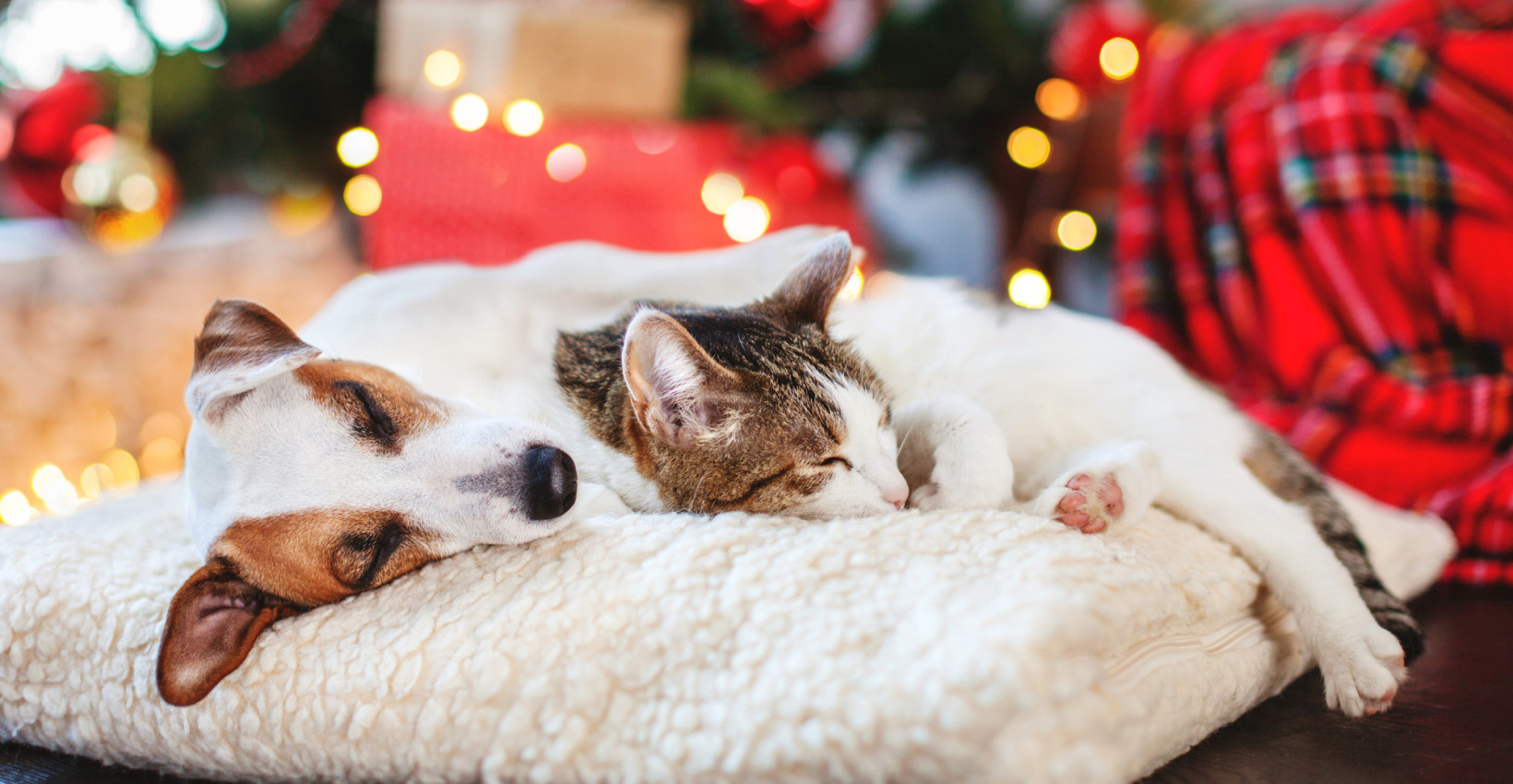 a dog and a cat cuddle together on a fluffy bed near a christmas tree