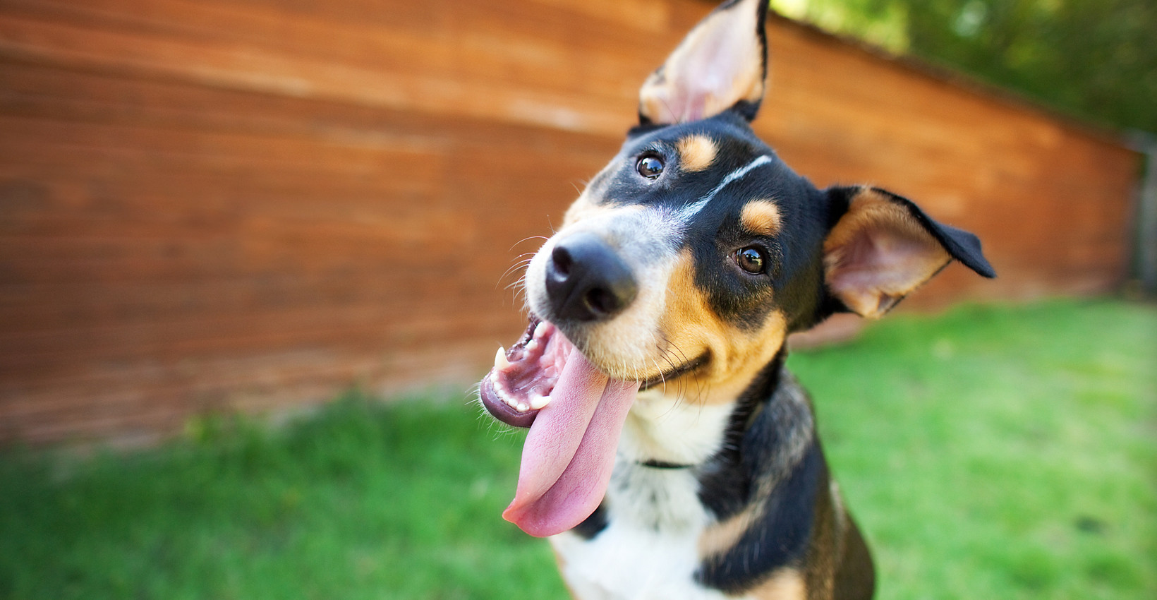 A dog smiles for the camera