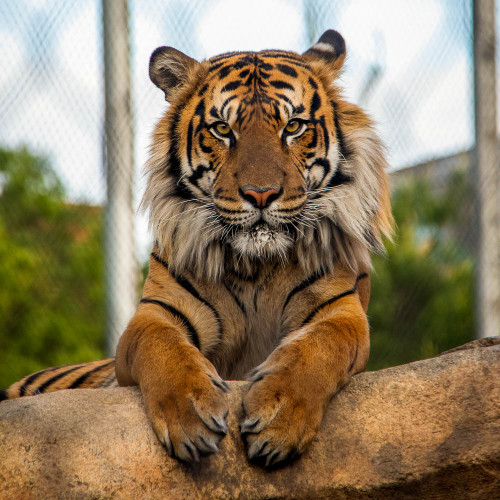 A big tiger. 
