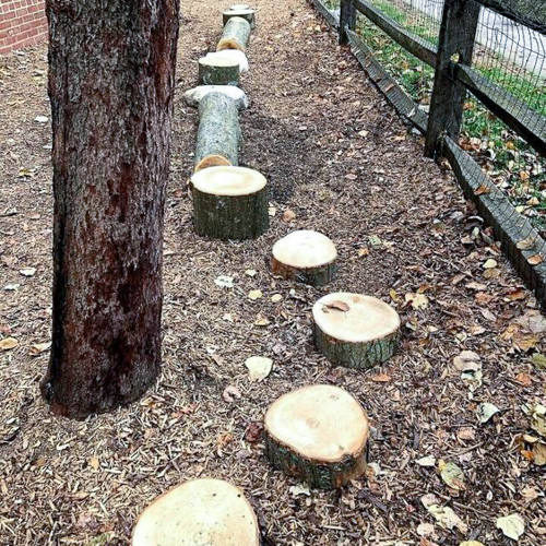 A row of tree stumps. 