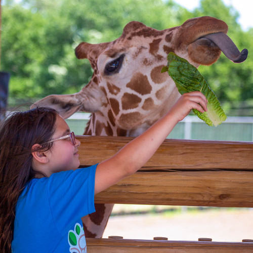 A girl feeding a giraffe. 